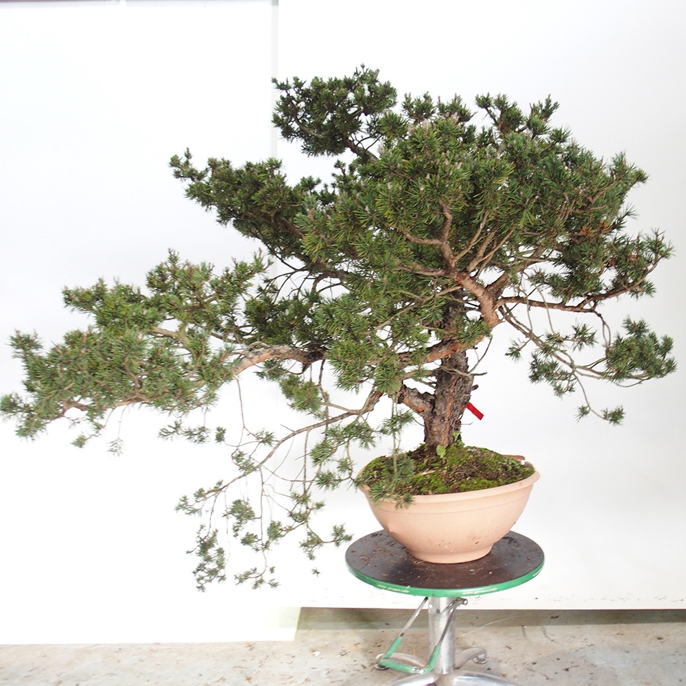 Yamadori - Pinus sylvestris Spagna