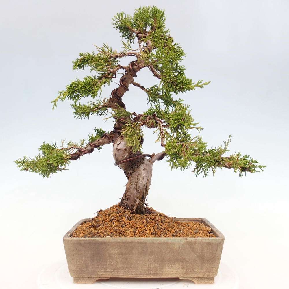 Bonsai da esterno - Juniperus chinensis Itoigawa