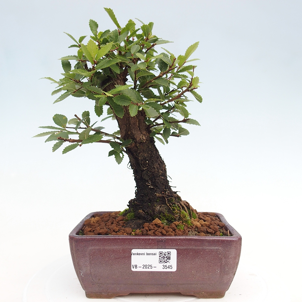 Bonsai da esterno - Zelkova - Zelkova NIRE