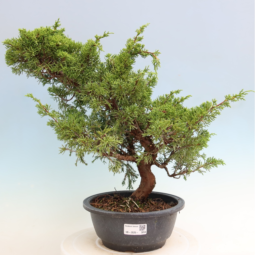 Bonsai da esterno - Juniperus chinensis Itoigawa-Juniperus chinensis