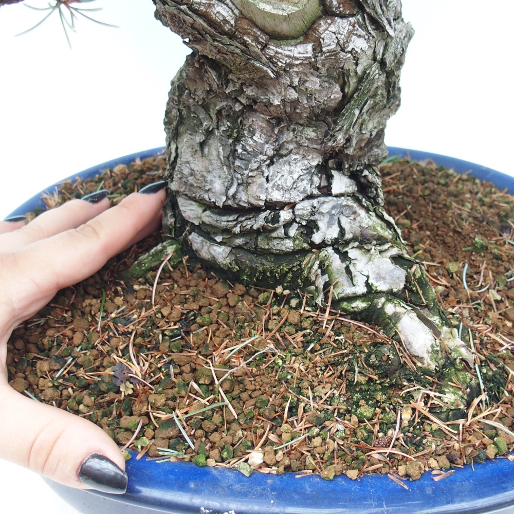 Bonsai da esterno - Pinus parviflora - Pinus parviflora