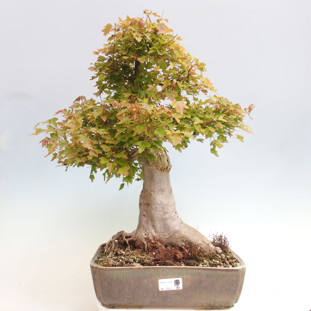 Bonsai da esterno - Acer Buergerianum - Acero di Burger