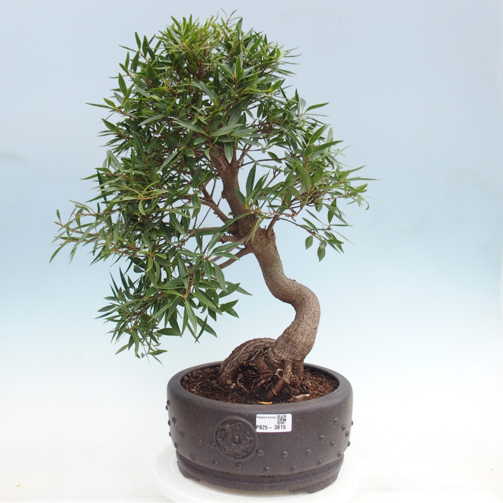 Camera bonsai - Ficus nerifolia - ficus a foglie piccole