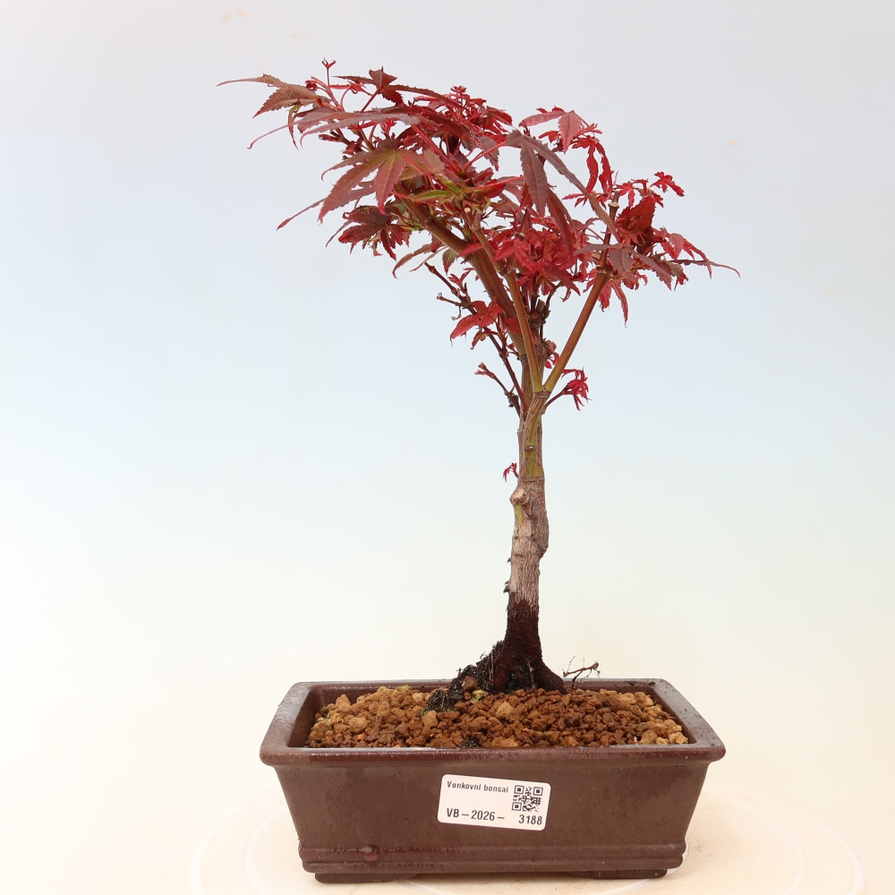 Bonsai da esterno - Acero palmatum - Acer palmatum Berry Broom 