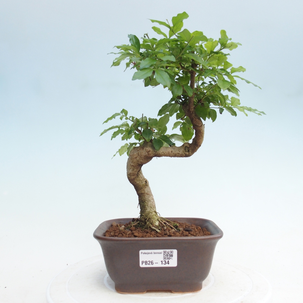 Camera bonsai -Ligustrum chinensis - Becco d'uccello