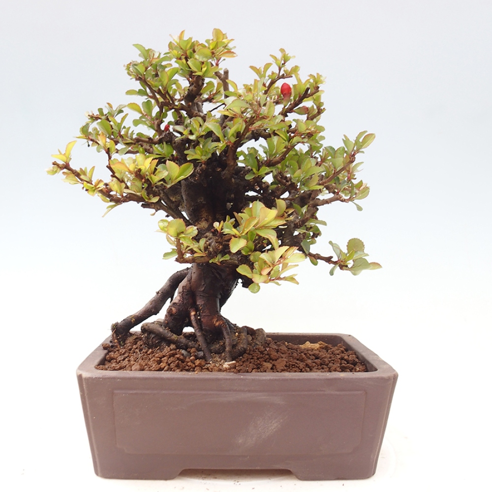 Bonsai da esterno - Chaneomeles speciosa - Cotogno