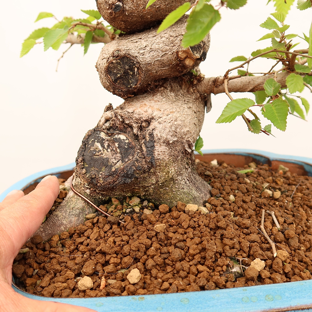 Bonsai da esterno -Carpinus Coreana - Carpino coreano
