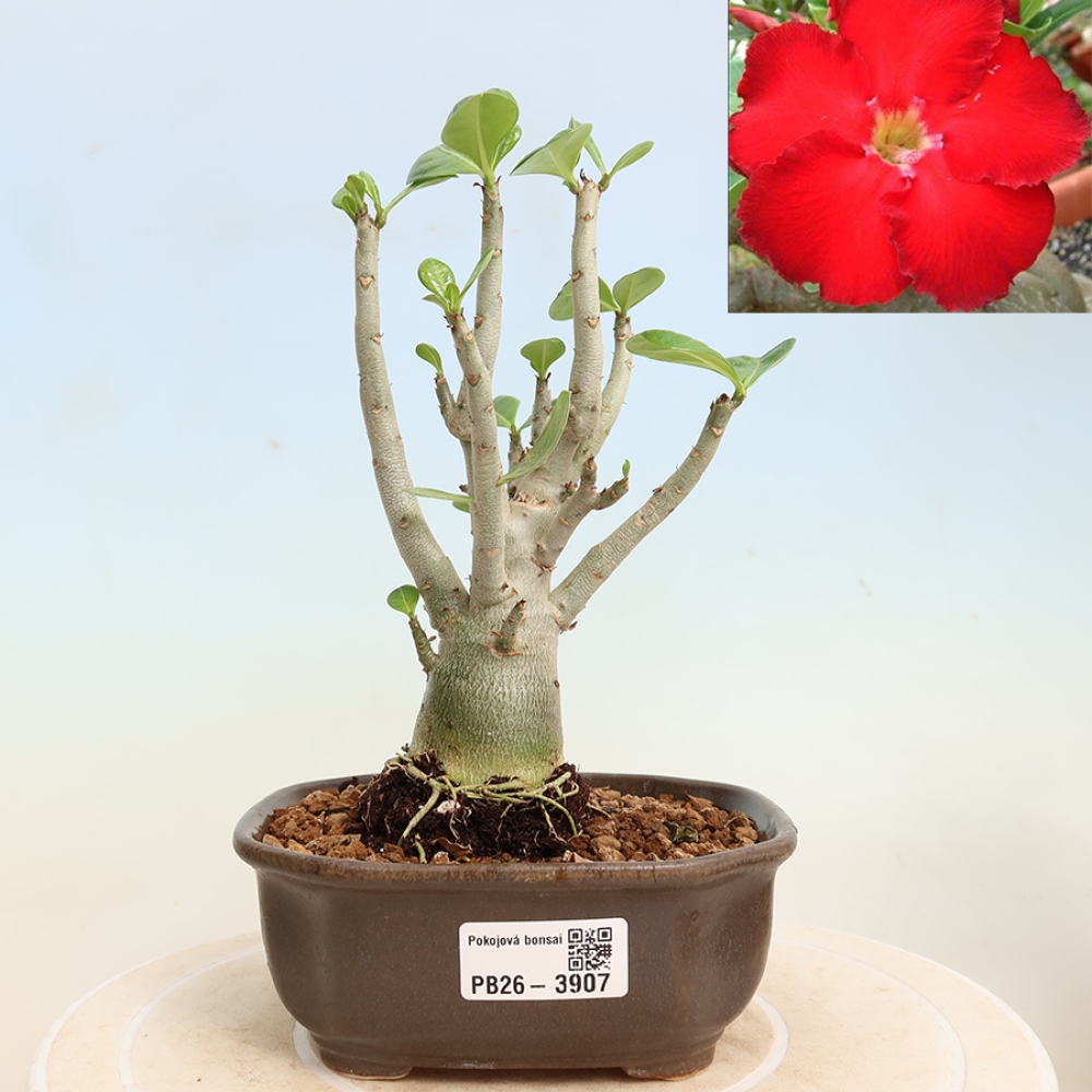 Bonsai da interno - Adenium obesum Red Star - Rosa del deserto