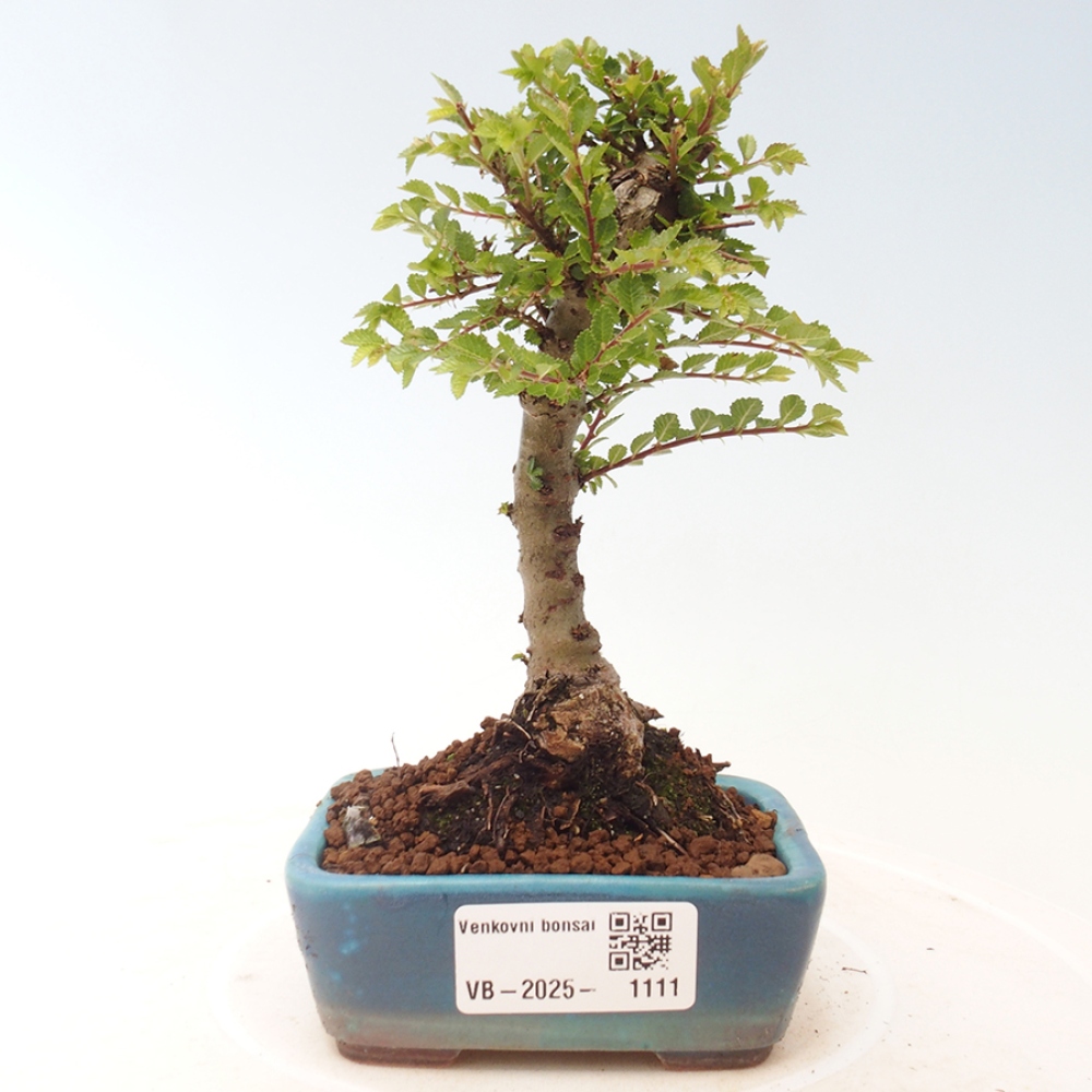 Bonsai da esterno - Ulmus parvifolia Sagei - Olmo a foglie piccole