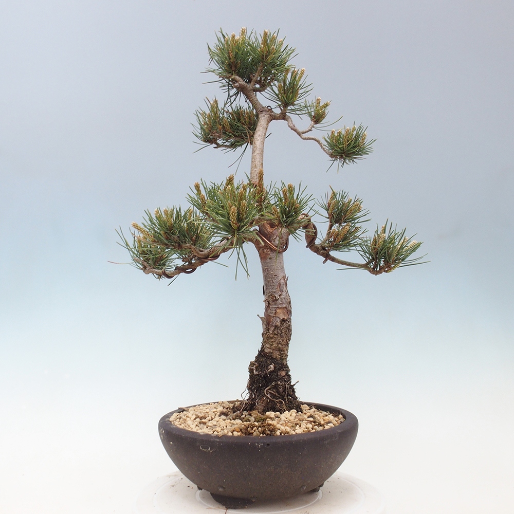 Bonsai da esterno - Pinus Sylvestris Watererri - Pino silvestre