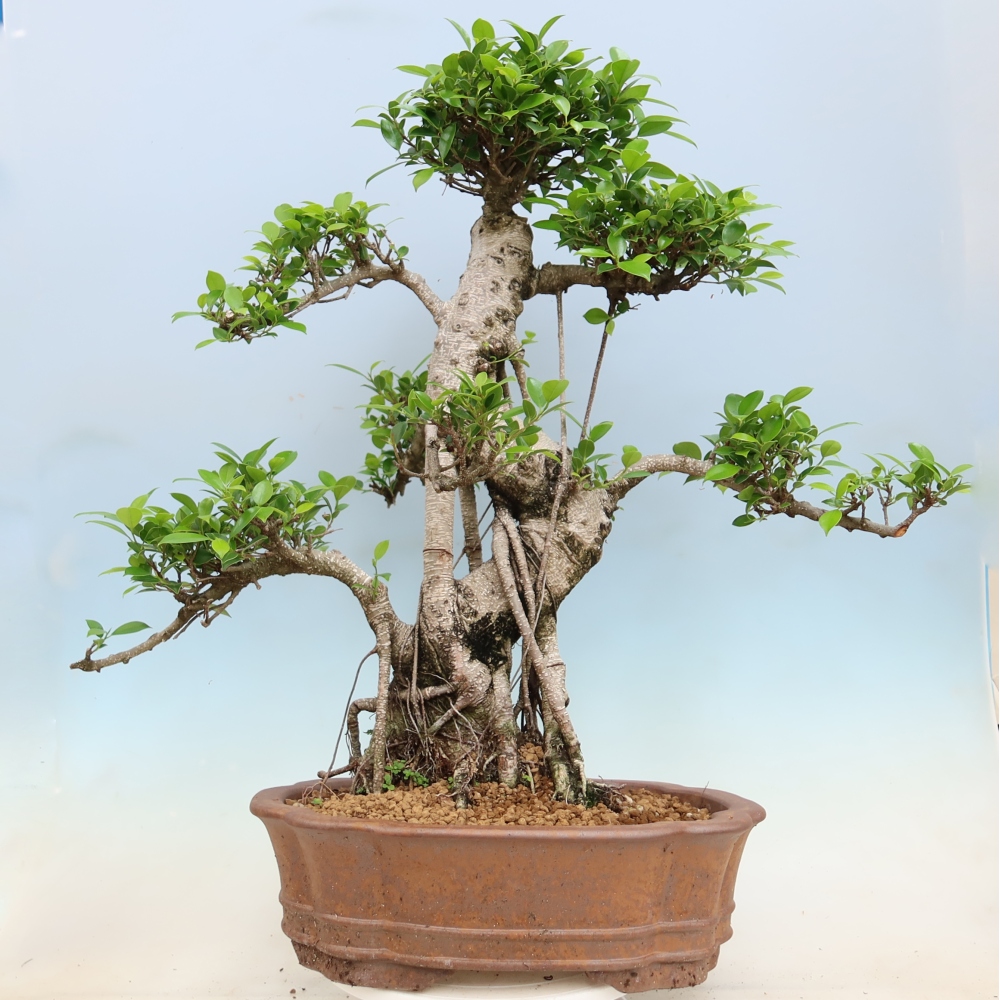 Camera bonsai - Ficus kimmen - ficus a foglie piccole