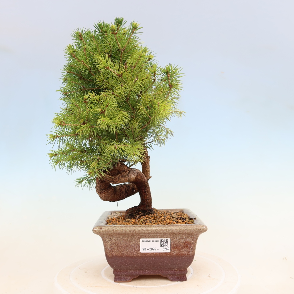 Bonsai da esterno - Abete rosso - Picea glauca globo