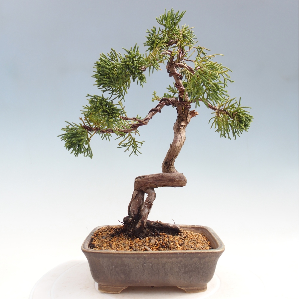 Bonsai da esterno - Juniperus chinensis Kishu