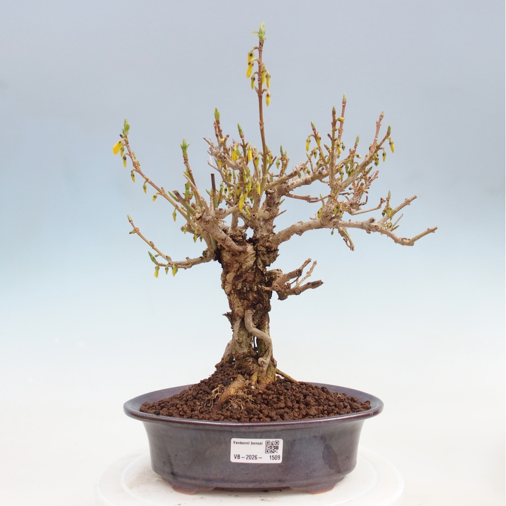 Bonsai da esterno - Zlatice - Forsythia koreana
