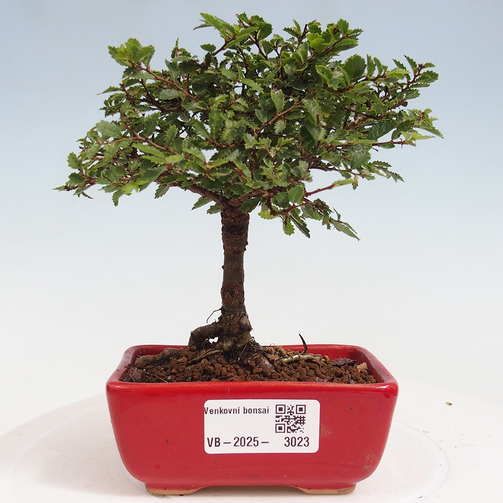 Bonsai da esterno - Ulmus parvifolia Sagei - Olmo a foglie piccole