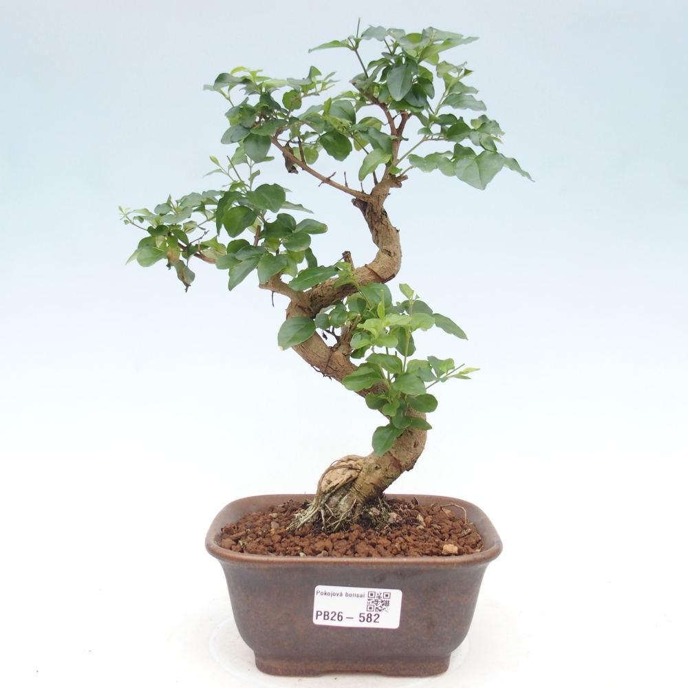 Camera bonsai -Ligustrum chinensis - Becco d'uccello