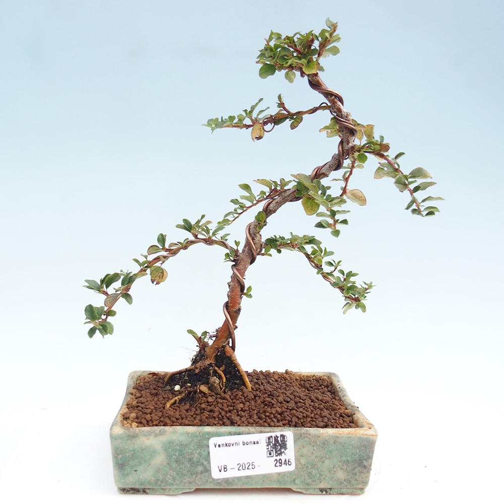 Bonsai da esterno - Cotoneaster horizontalis - Rocky Mountain
