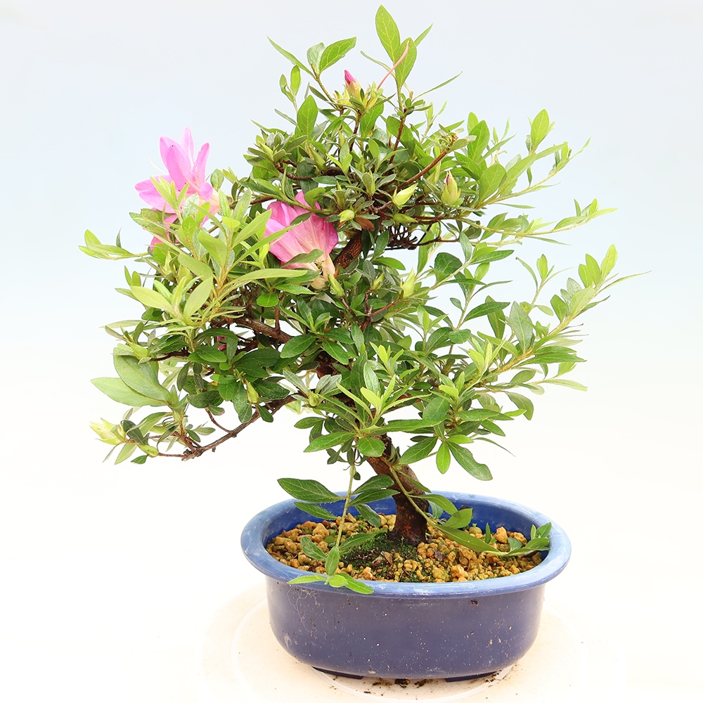 Bonsai da esterno - Azalea giapponese - Azalea Yoko