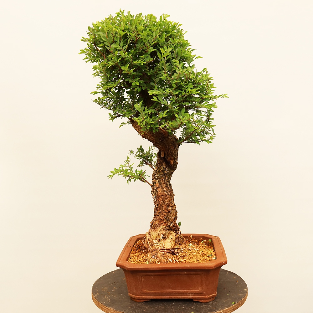Bonsai da esterno - Zelkova - Zelkova NIRE
