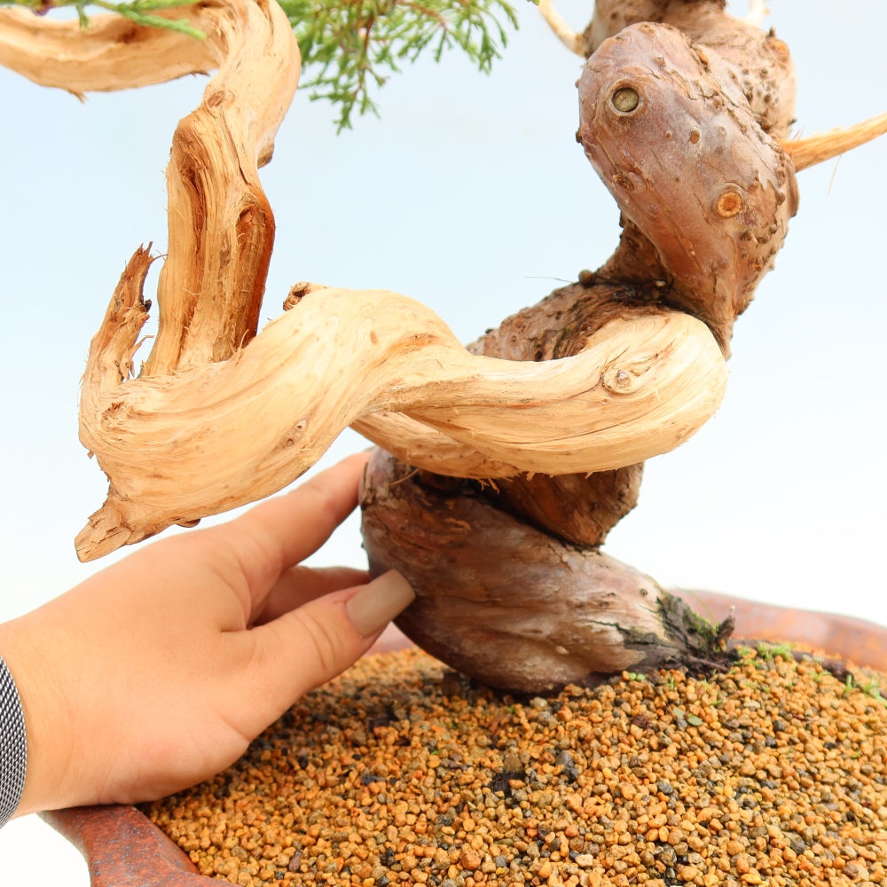 Bonsai da esterno - Juniperus chinensis Itoigawa-Juniperus chinensis
