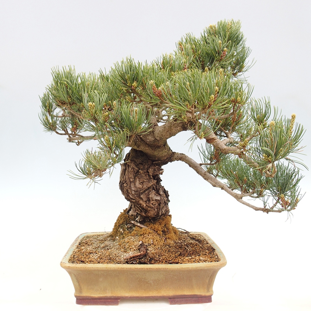 Bonsai da esterno - Pinus parviflora - Pinus parviflora