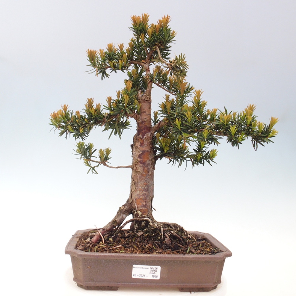 Bonsai da esterno - Taxus cuspidata - Tasso giapponese