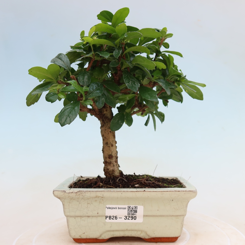 Camera bonsai - Carmona macrophylla - Tea fuki