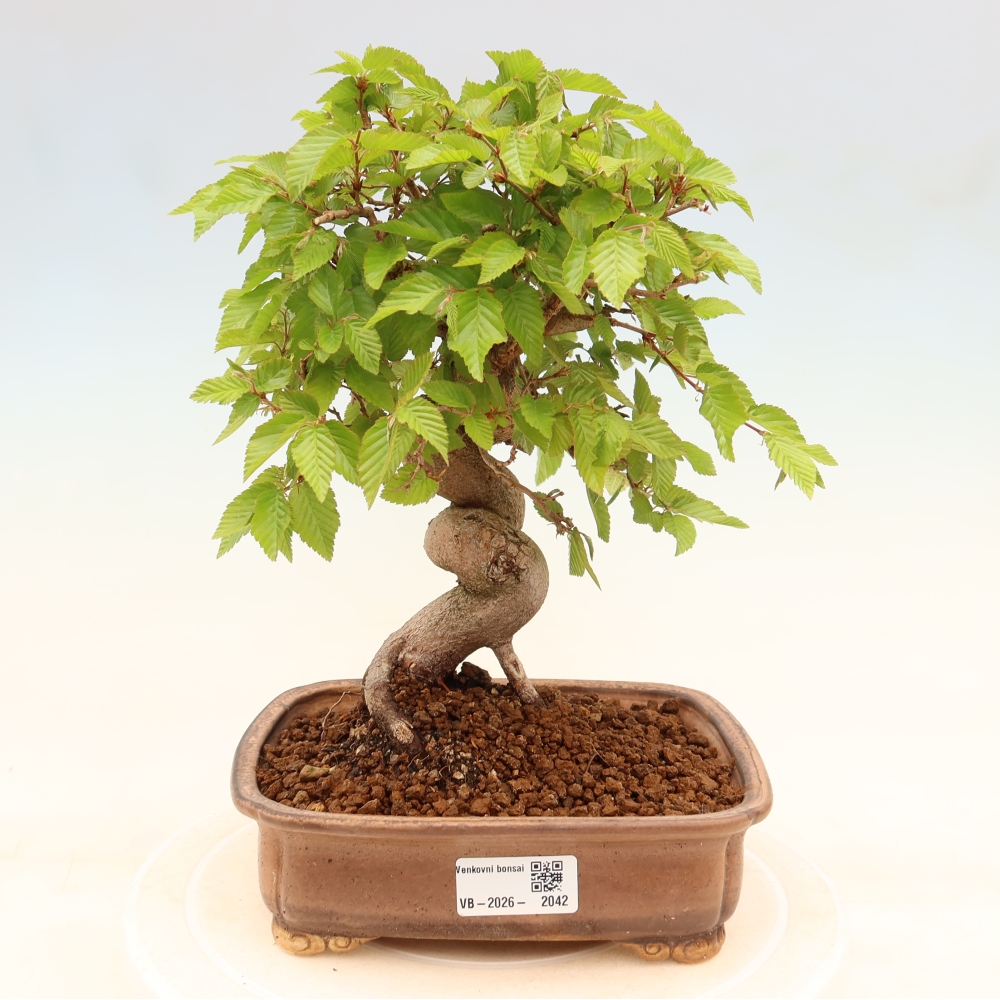Bonsai da esterno -Carpinus Coreana - Carpino coreano
