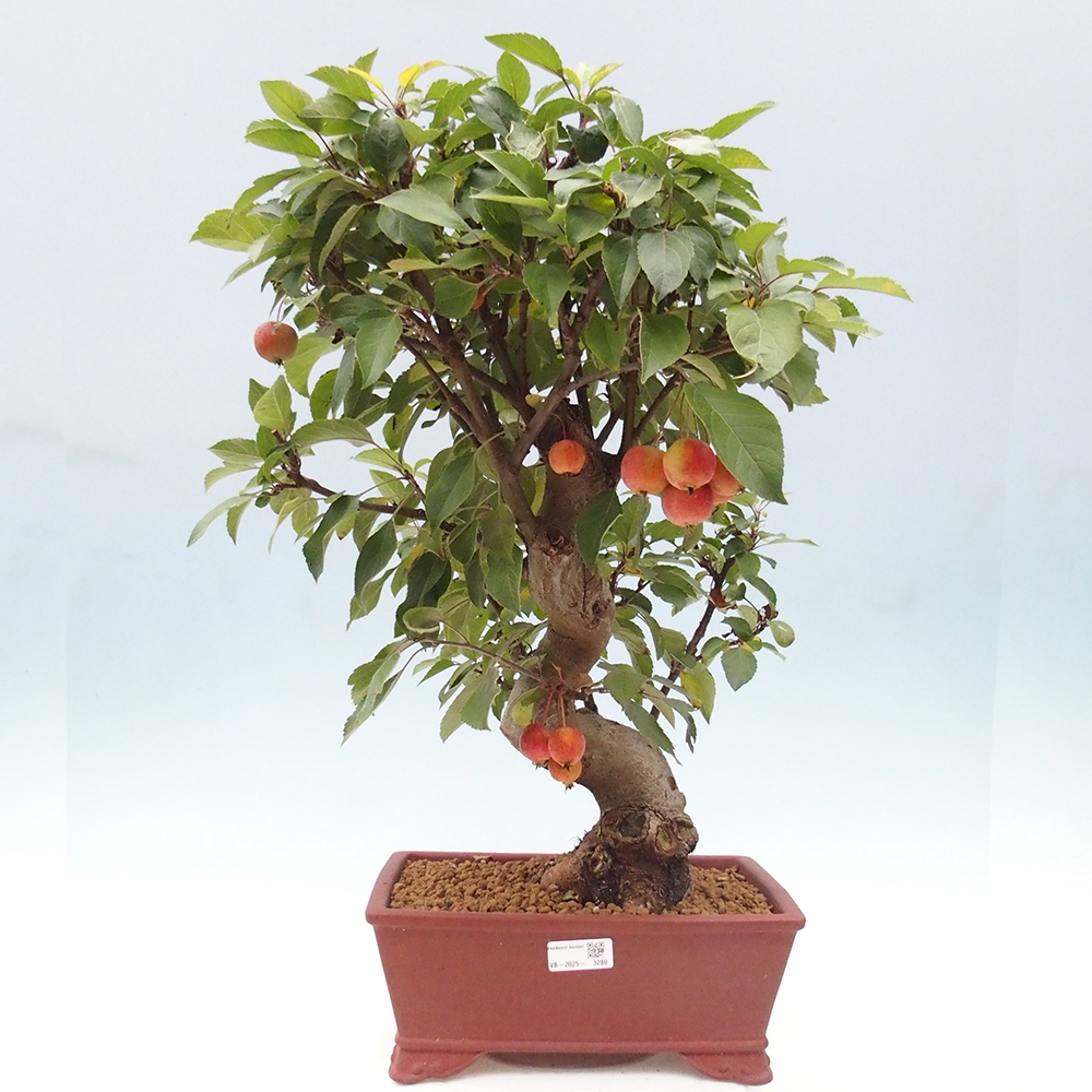 Bonsai da esterno -Malus halliana - Melo a frutto piccolo