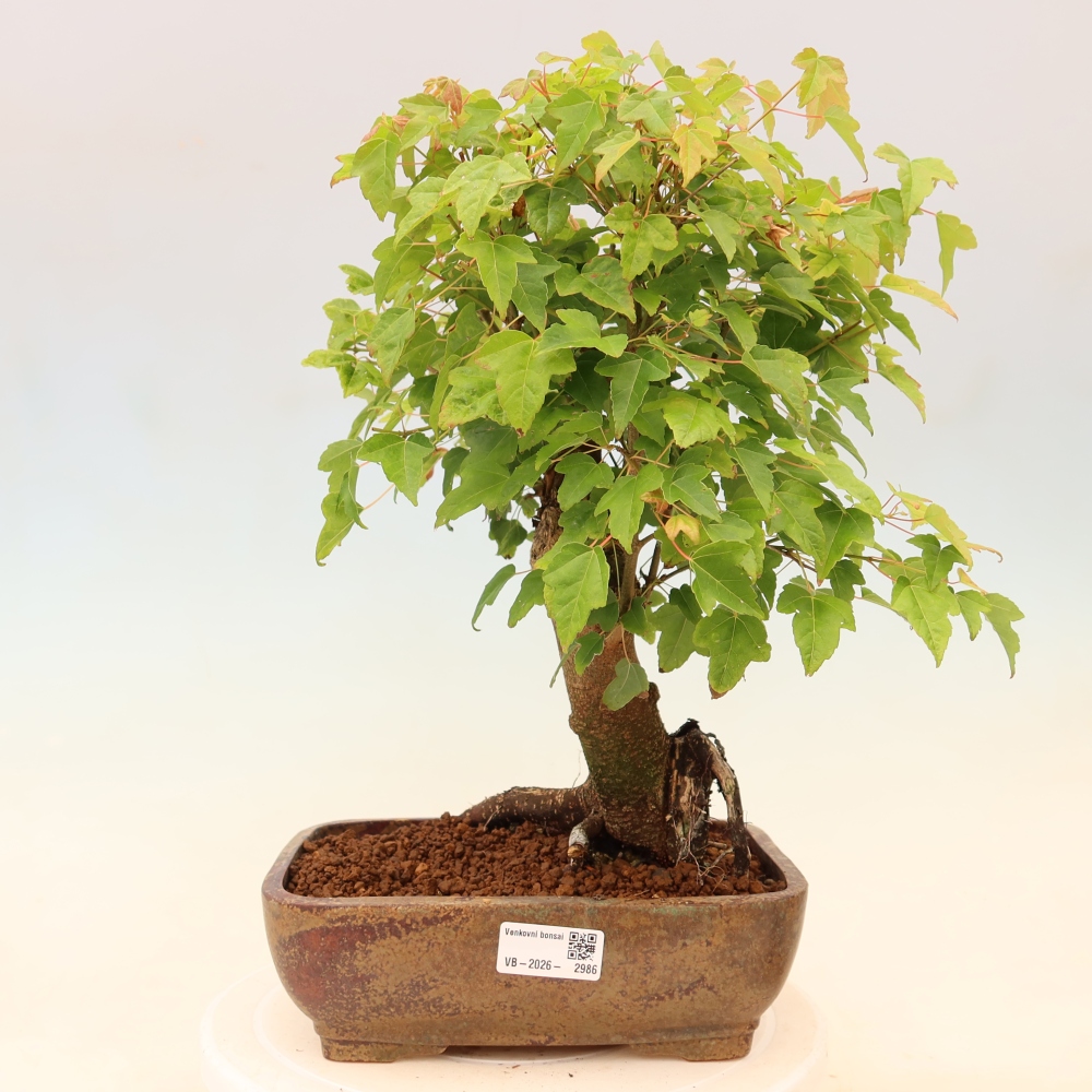 Bonsai da esterno - Acero Burger - Acer Burgerianum