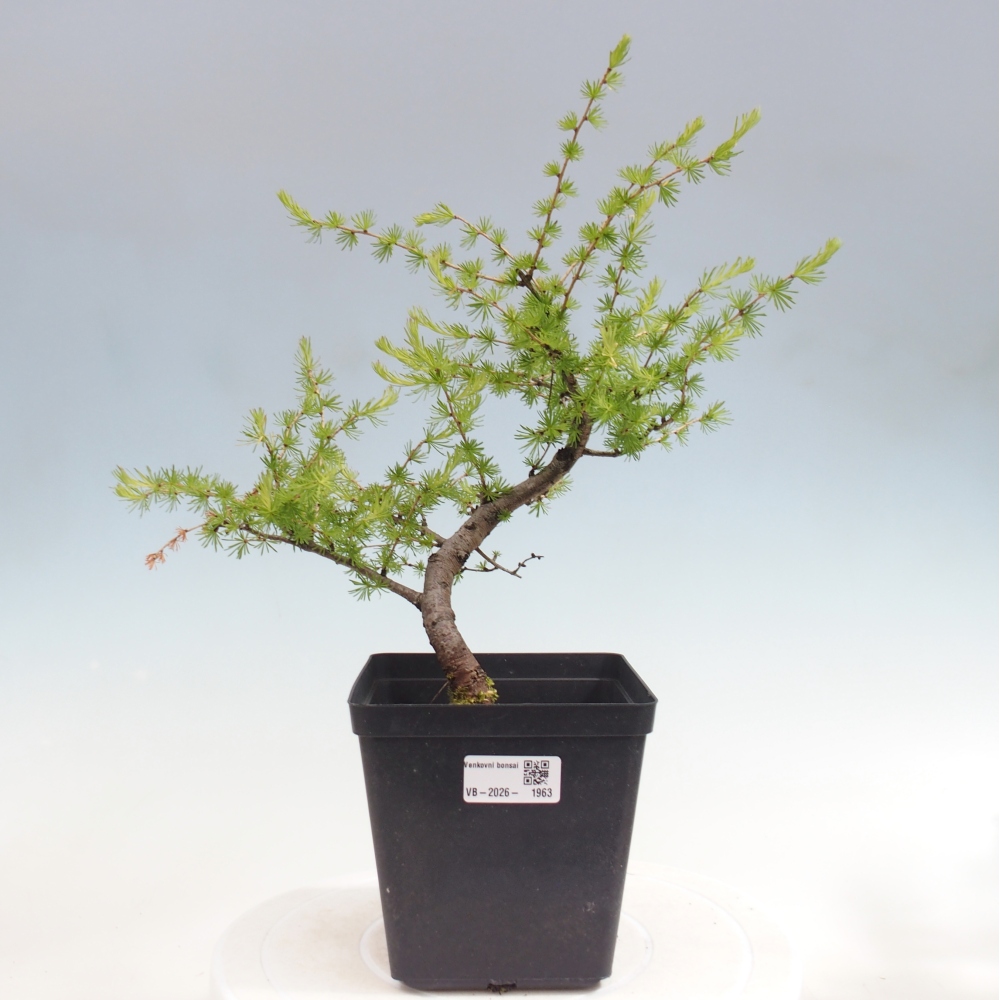 Bonsai da esterno -Larix decidua - Larice
