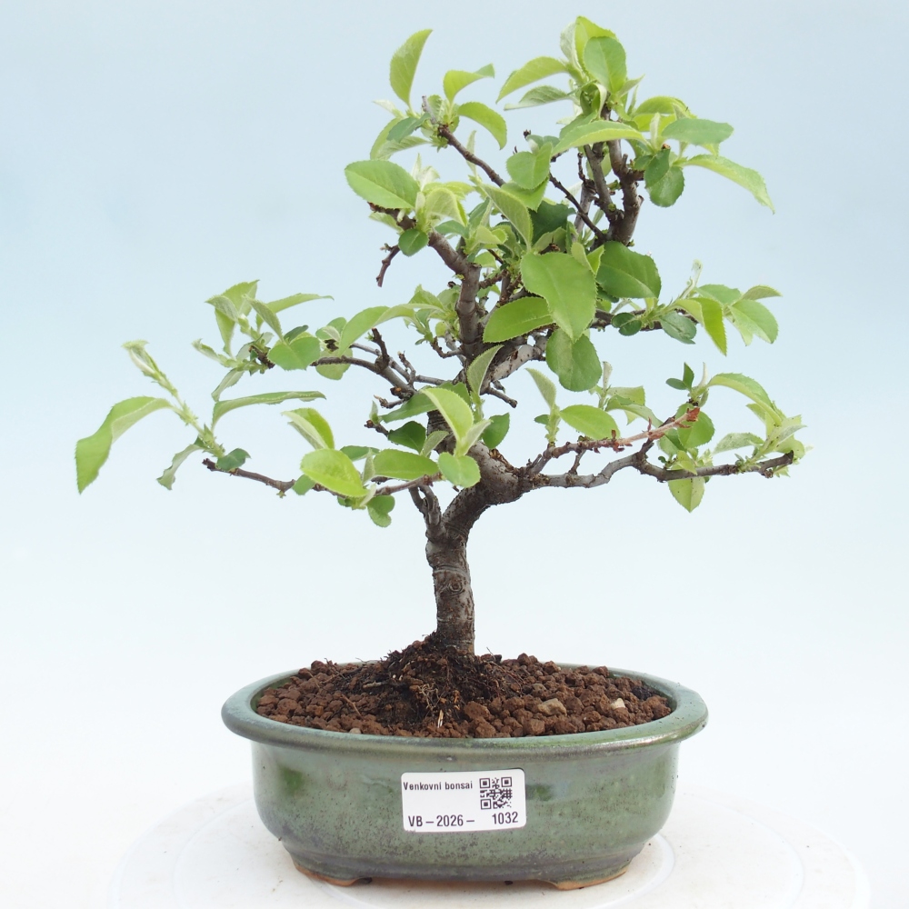 Bonsai da esterno - Chaneomeles chinensis