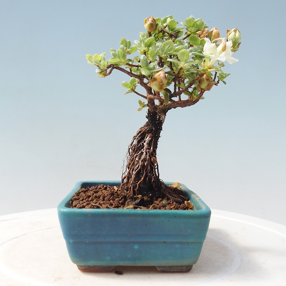 Bonsai da esterno - Rhododendron indicum - Azalea giapponese
