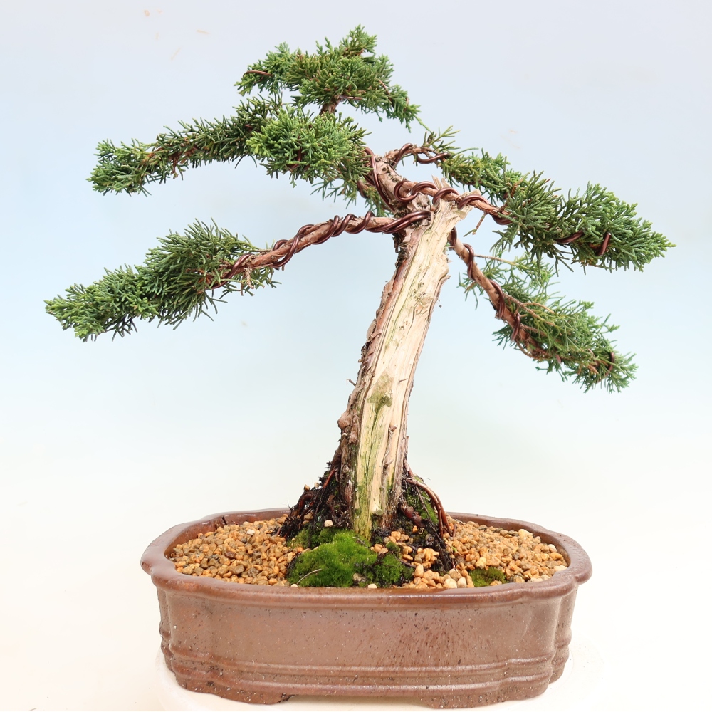 Bonsai da esterno - Juniperus chinensis Kishu