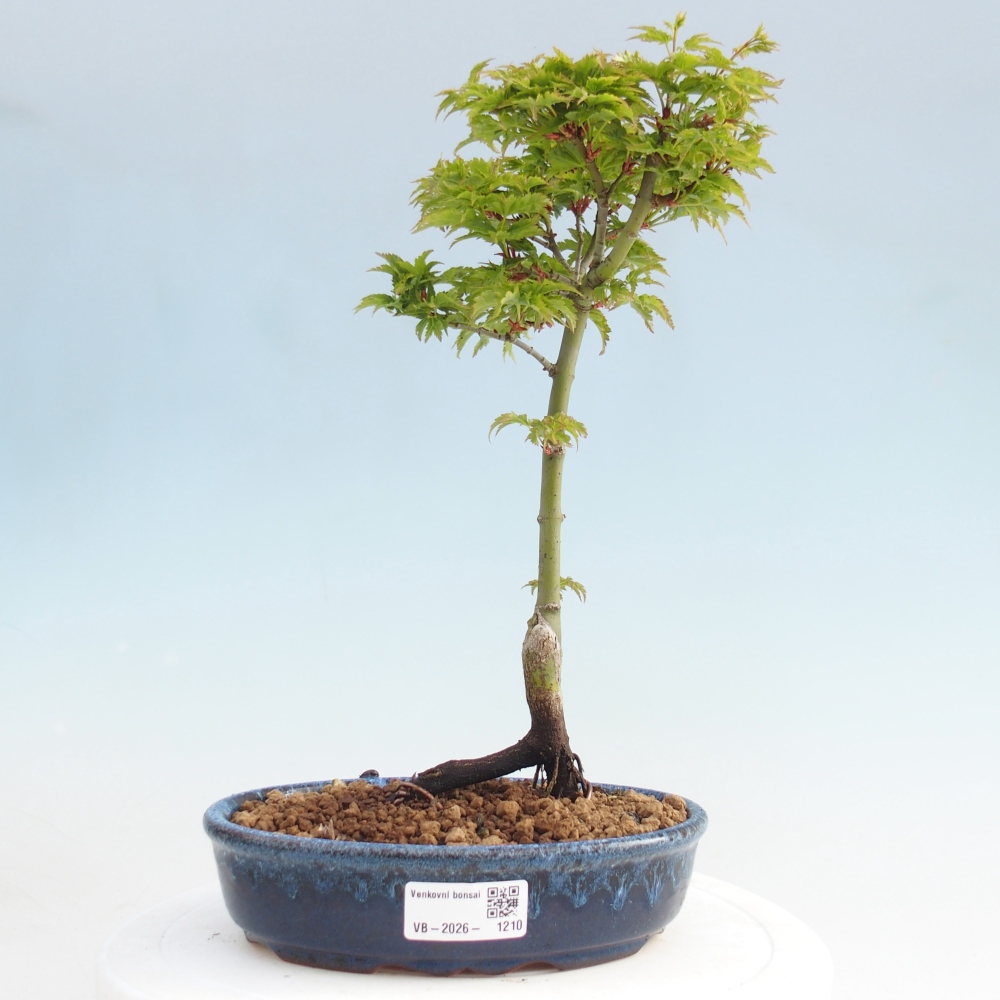 Bonsai da esterno -Palma di Giava Acer palmatum Shishigashira