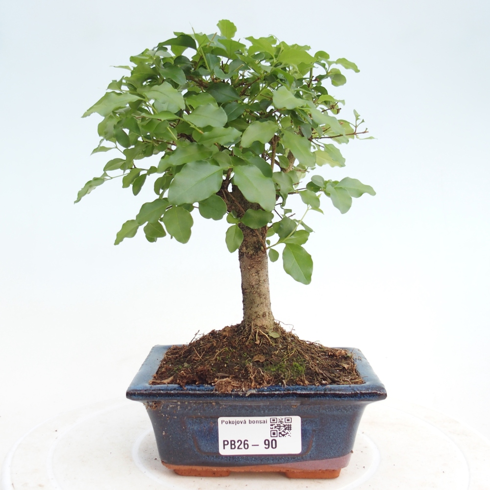 Camera bonsai -Ligustrum chinensis - Becco d'uccello