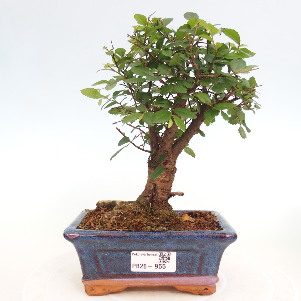 Camera bonsai - Ulmus parvifolia - Olmo a foglie piccole