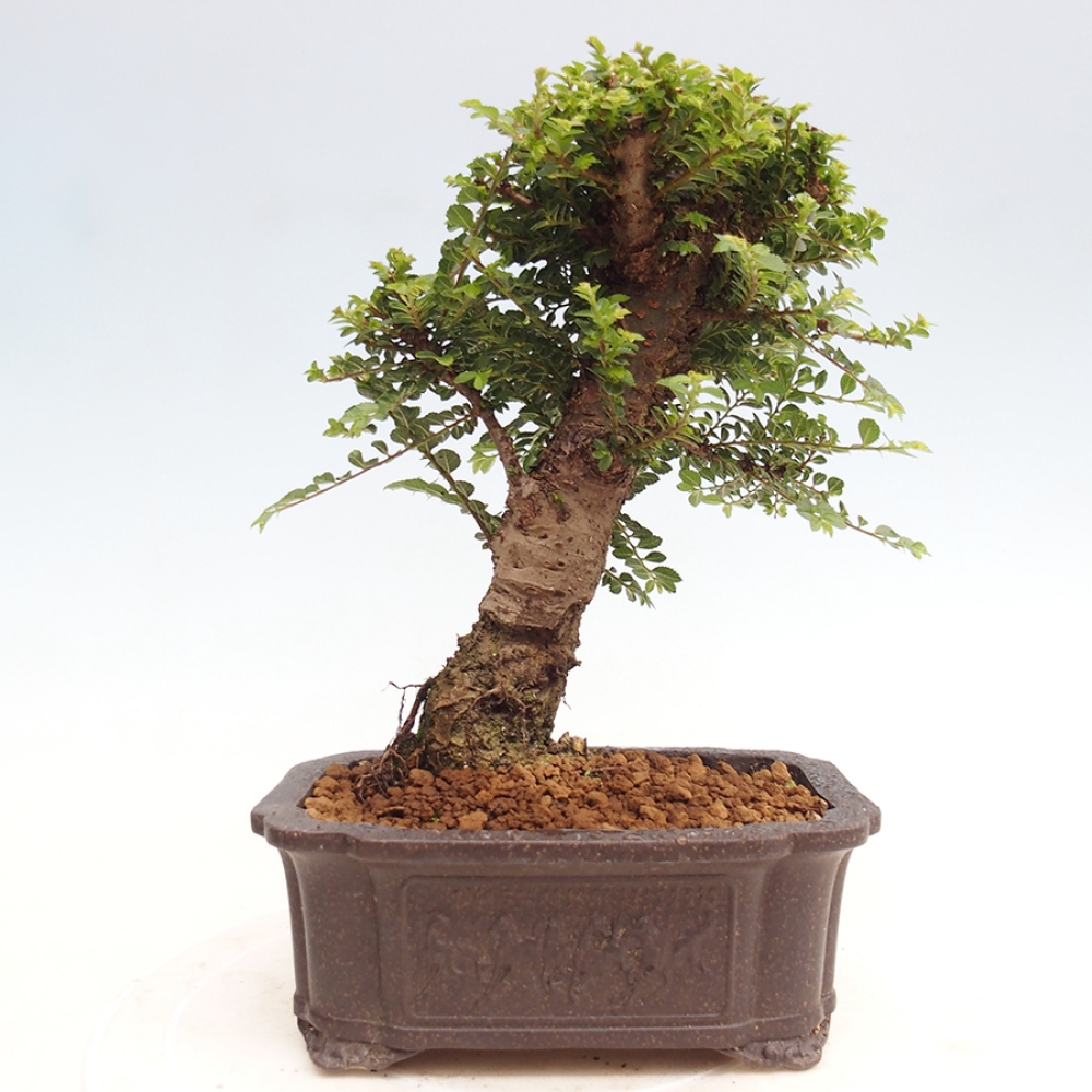 Bonsai da esterno - Ulmus parvifolia Hokkaido - Olmo cinese