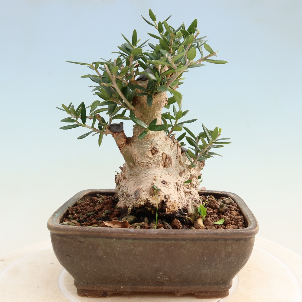 Bonsai da interno - Olea europaea sylvestris