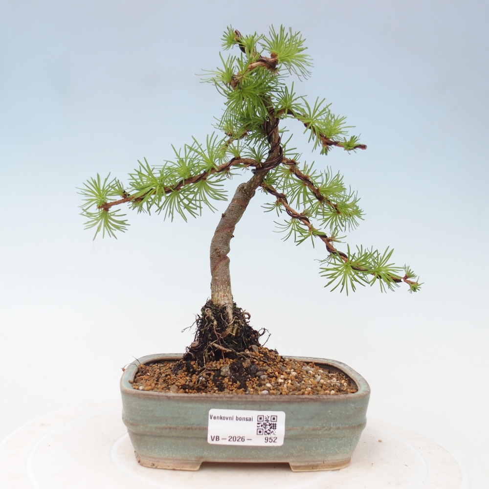 Bonsai da esterno - Larix Kaempferi - Larice giapponese