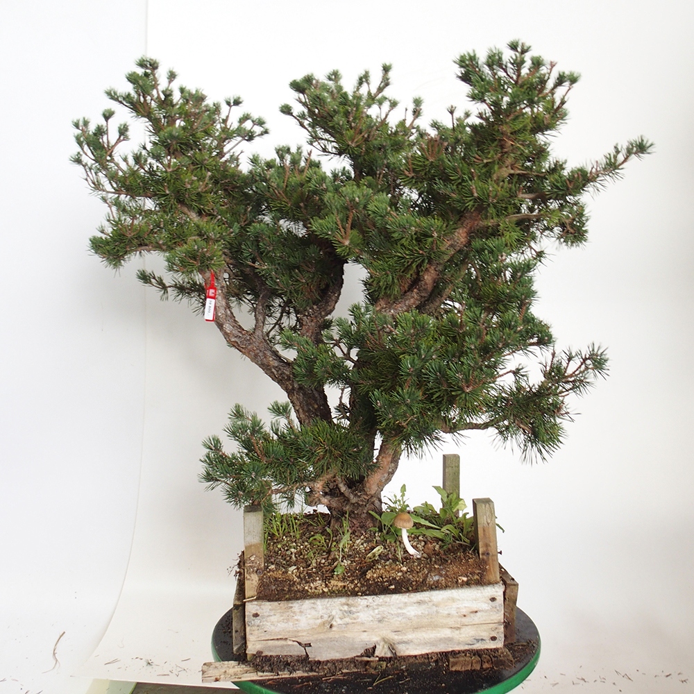 Yamadori - Pinus sylvestris Spagna