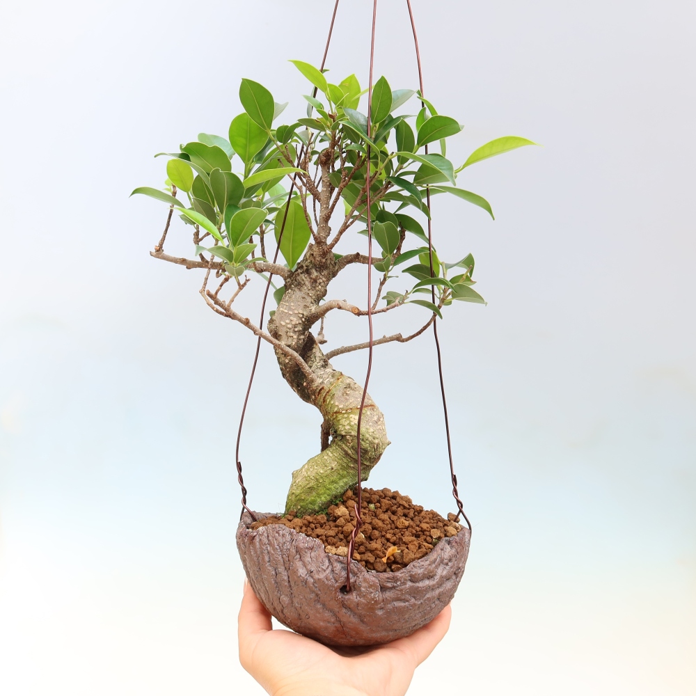 Kokedama in ceramica - ficus a foglie piccole - Ficus kimmen