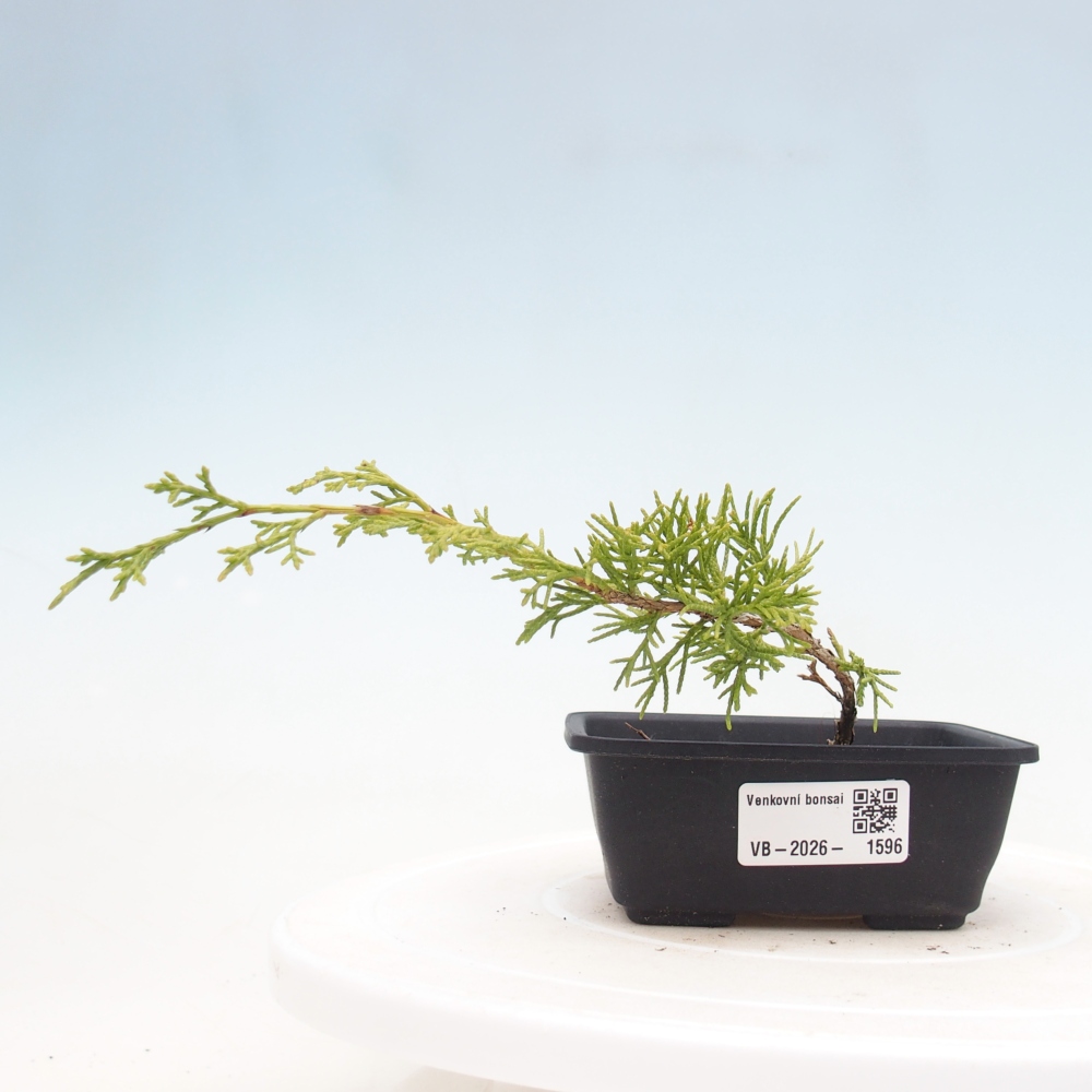 Bonsai da esterno - Juniperus chinensis Itoigawa