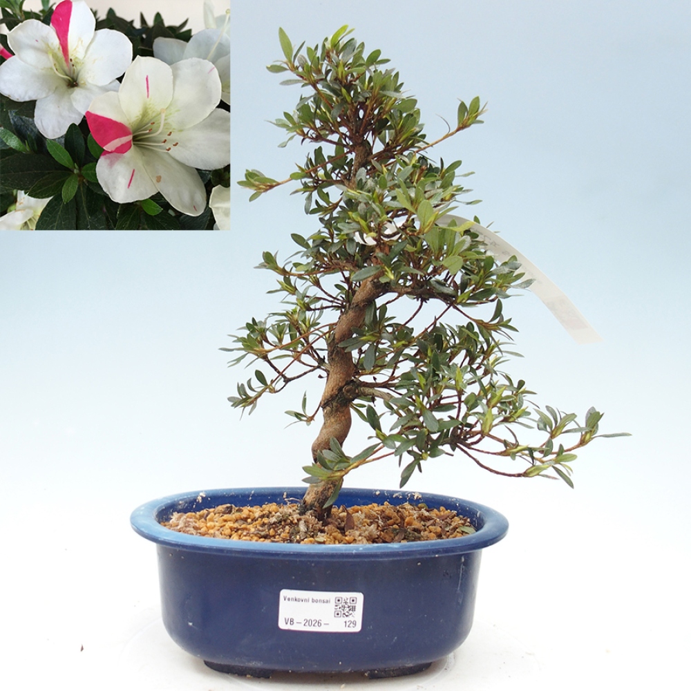 Bonsai da esterno - Azalea giapponese - Azalea Suigootome