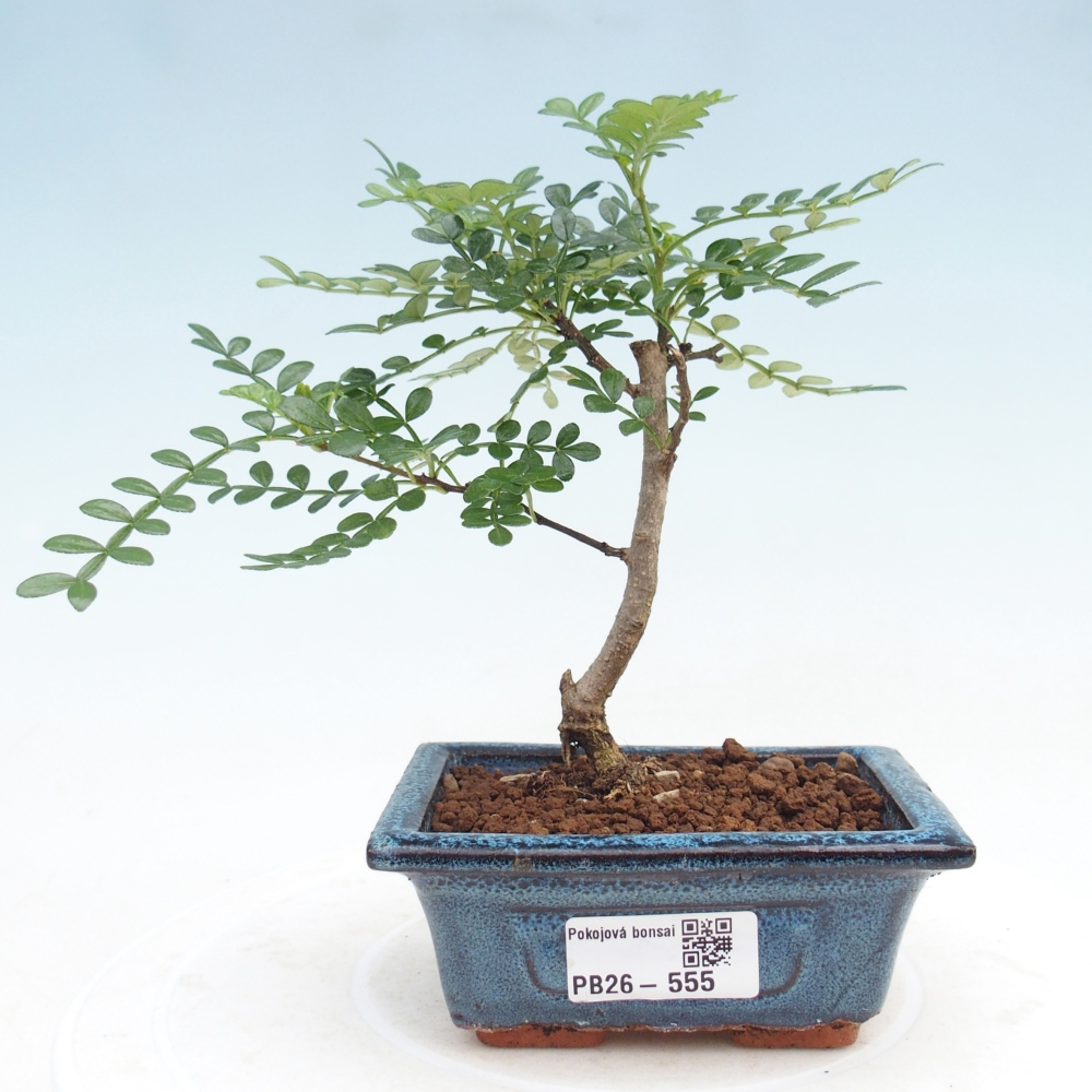 Camera bonsai - Zantoxylum piperitum - albero del pepe