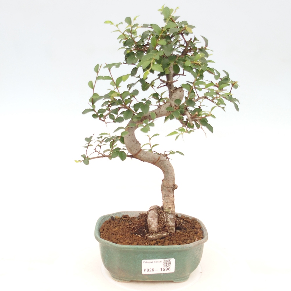 Camera bonsai - Ulmus parvifolia - Olmo a foglie piccole