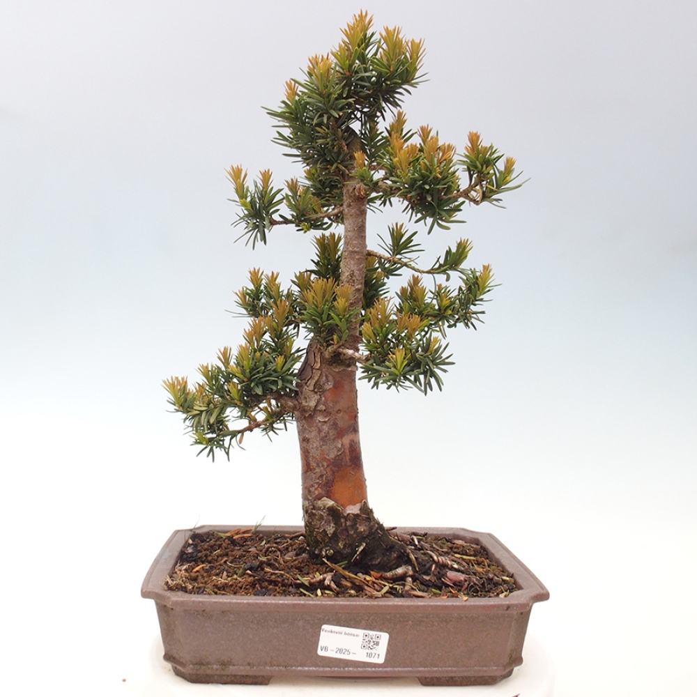 Bonsai da esterno - Taxus cuspidata - Tasso giapponese