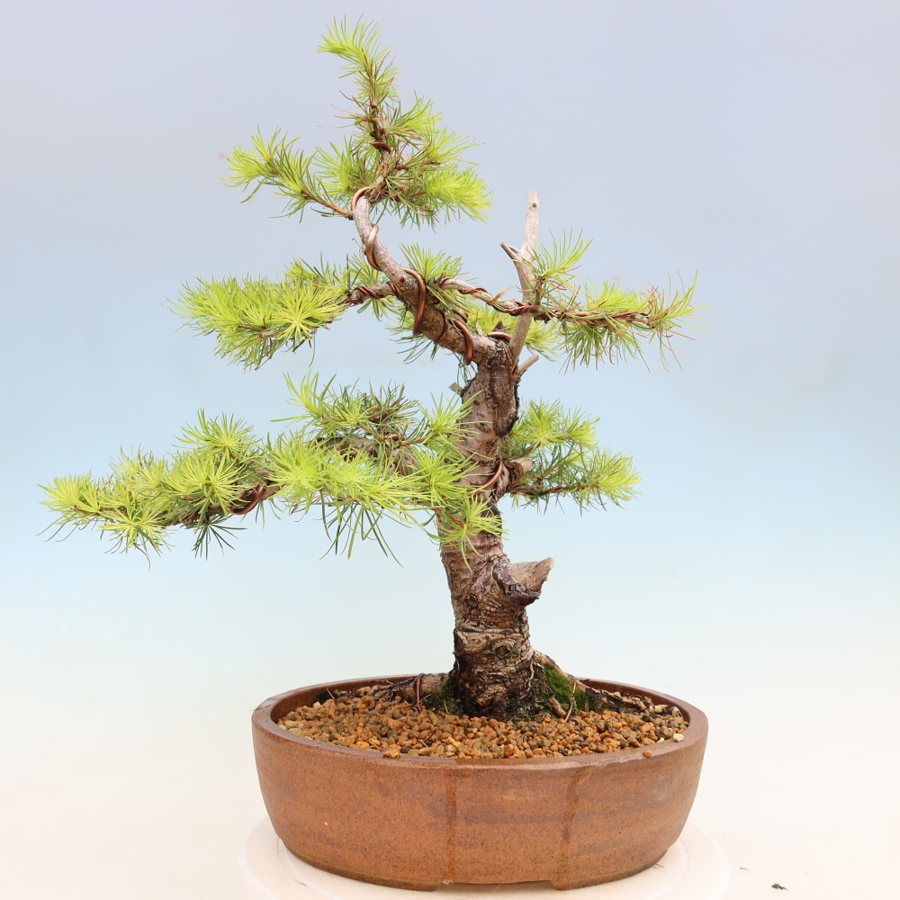 Bonsai da esterno -Larix decidua - Larice