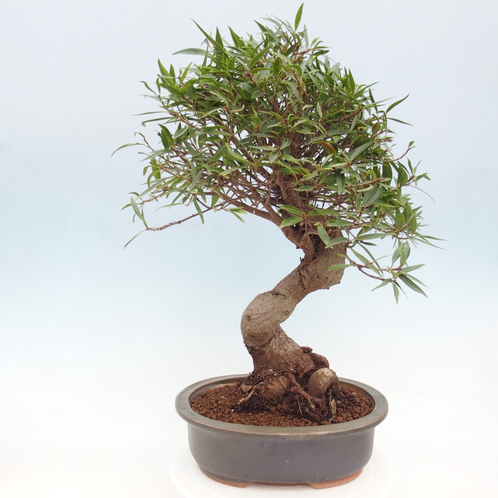 Camera bonsai - Ficus nerifolia - ficus a foglie piccole