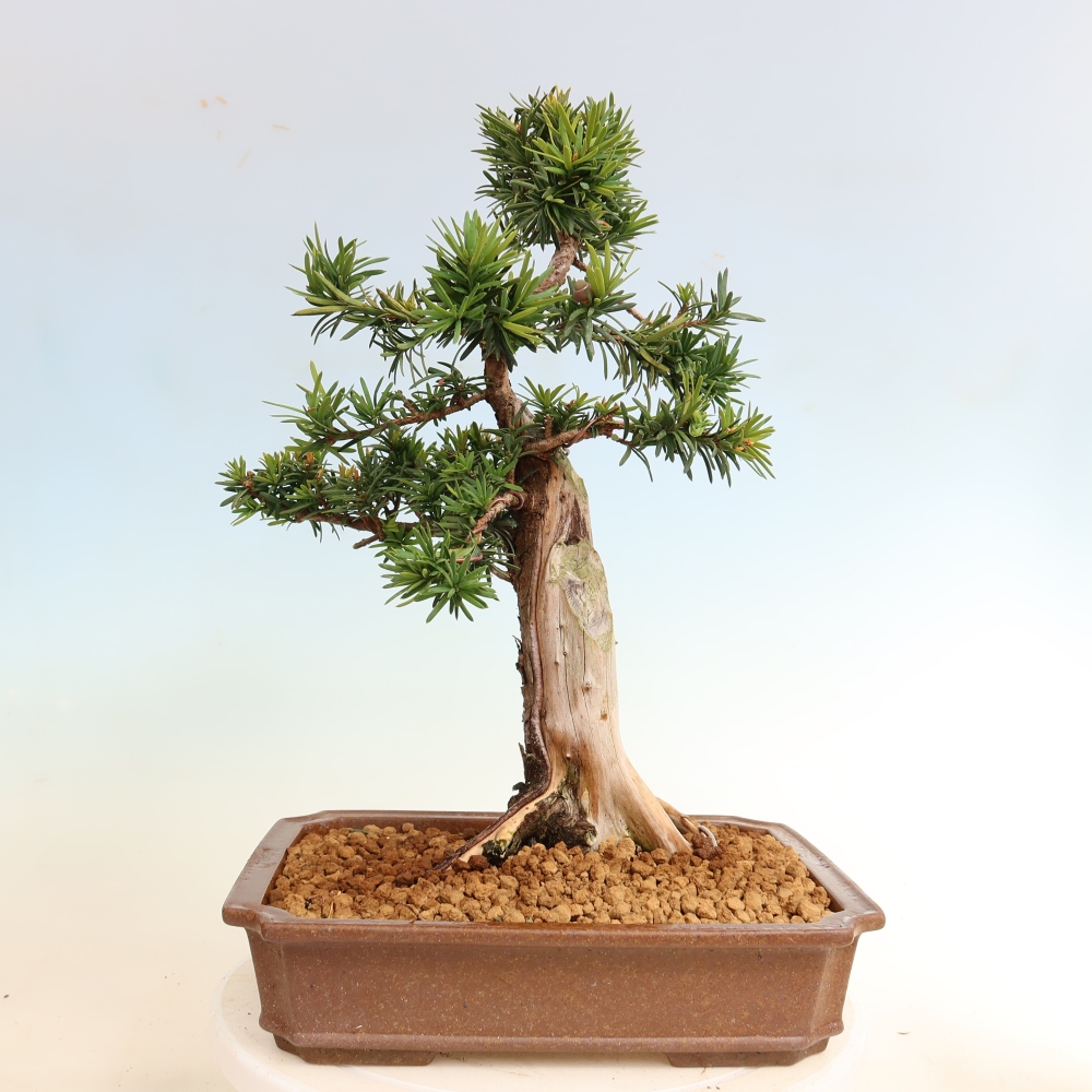 Bonsai da esterno - Taxus cuspidata - Tasso giapponese